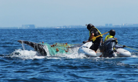 Nat Hab Philanthropy: Whale Disentanglement in Mexico