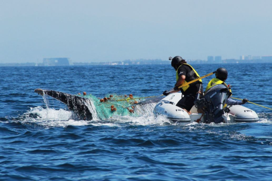 Nat Hab Philanthropy: Whale Disentanglement in Mexico