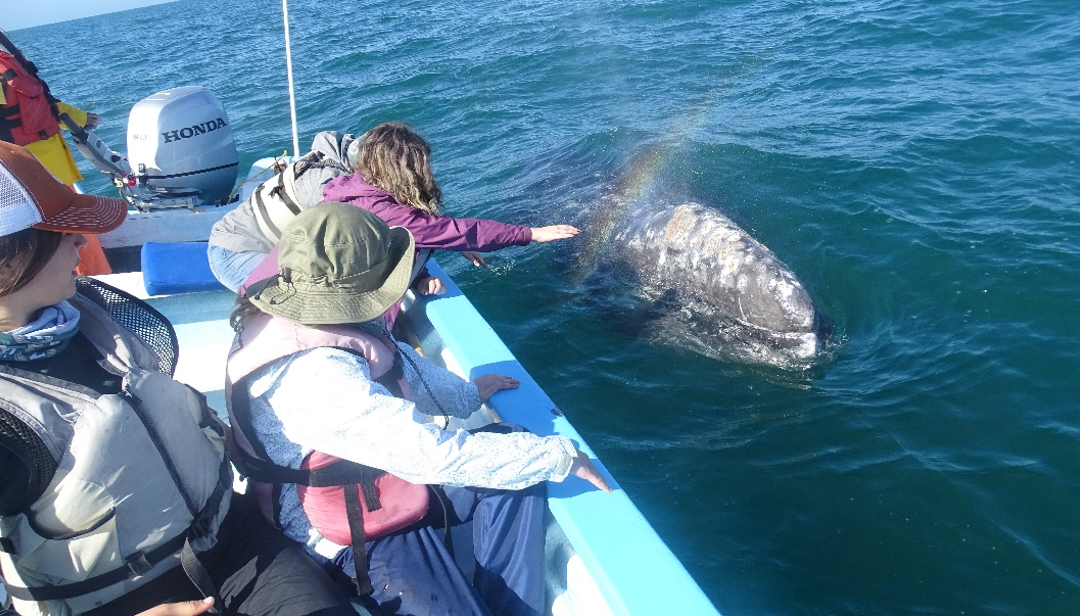 Gray Whales and Family Bonds in Baja