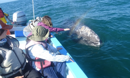 Gray Whales and Family Bonds in Baja