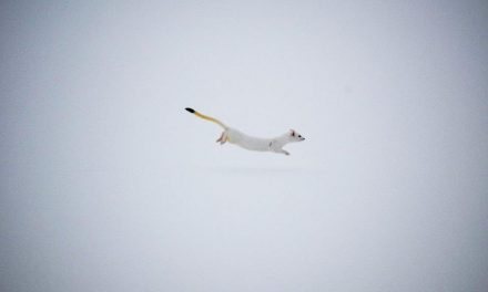 Small Wonders on a Yellowstone Wolf & Wildlife Photo Safari