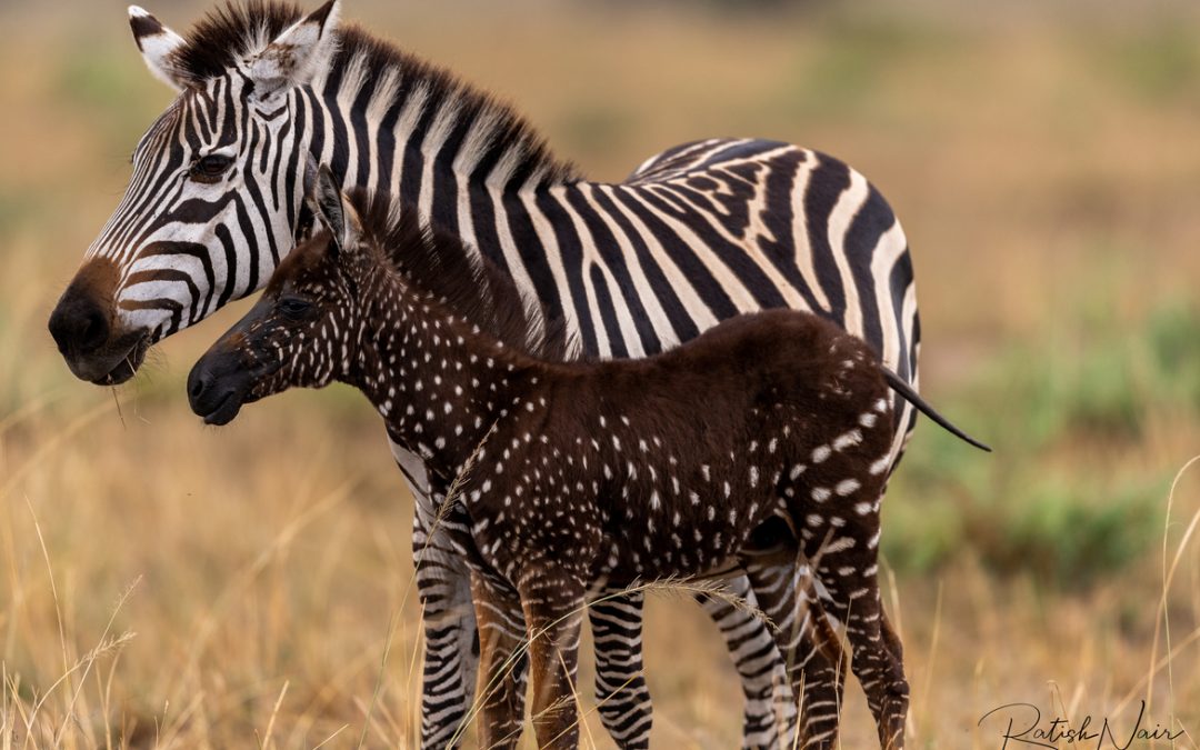 Wildlife Photo of the Week: Tira – The Polka Dotted Zebra