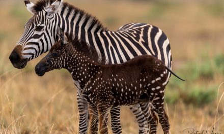 Wildlife Photo of the Week: Tira – The Polka Dotted Zebra