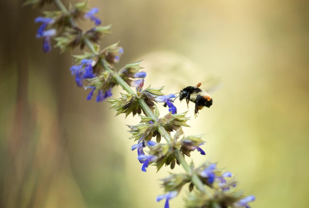What is Biodiversity and Why Does it Matter?