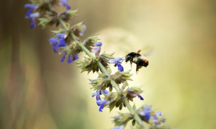 What is Biodiversity and Why Does it Matter?