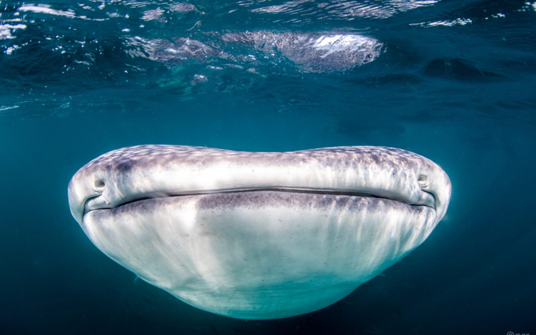 Wildlife Photo of the Week: Whale Shark Smile