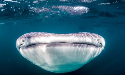 Wildlife Photo of the Week: Whale Shark Smile