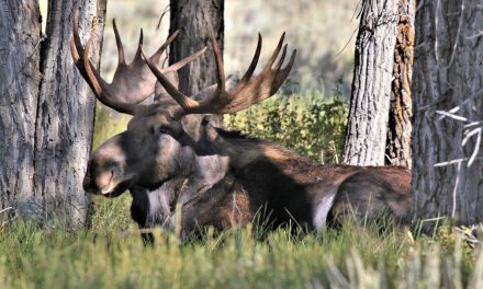 Traveler Story: Mammoth Springs, Moose and More in Yellowstone