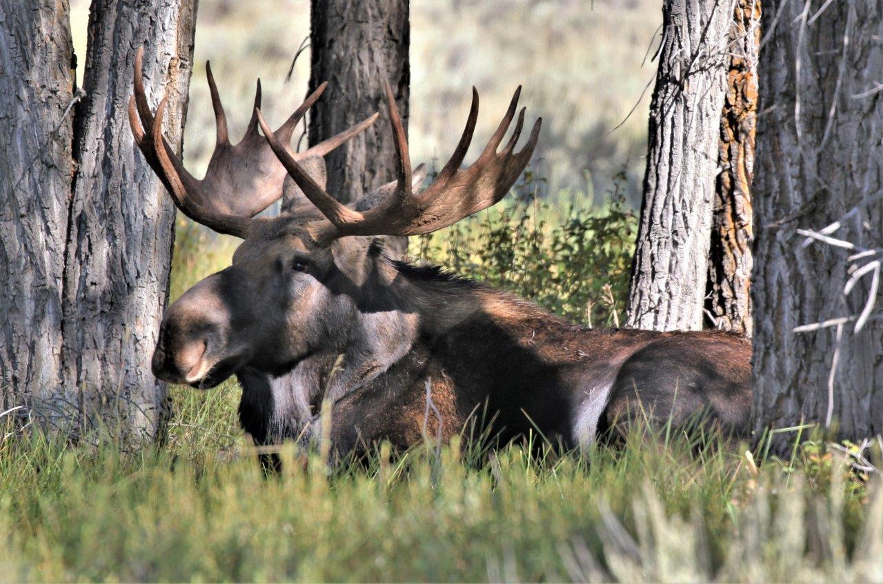 A bull moose resting among the trees.