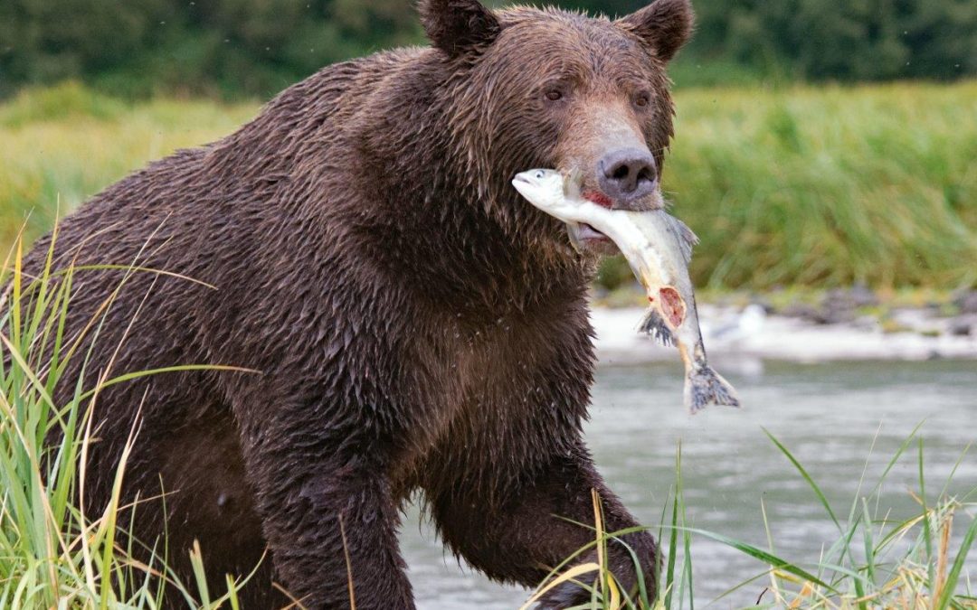 Seasoned Travelers Fulfill Dreams of Seeing Alaska’s Fishing Grizzlies