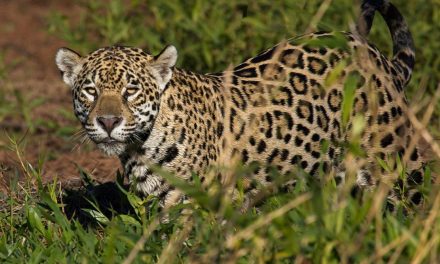Traveler Story: Tracking Jaguars in the Pantanal