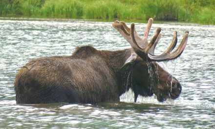 Traveler Story: Encounters with Moose in Glacier National Park