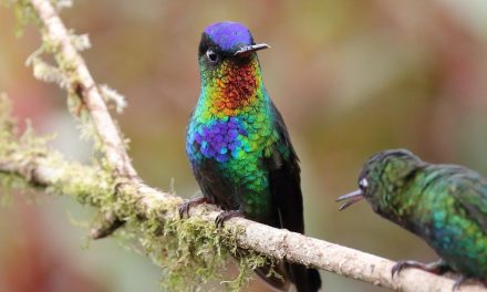 Traveler Photo Roundup: Birds & Sloths of Costa Rica