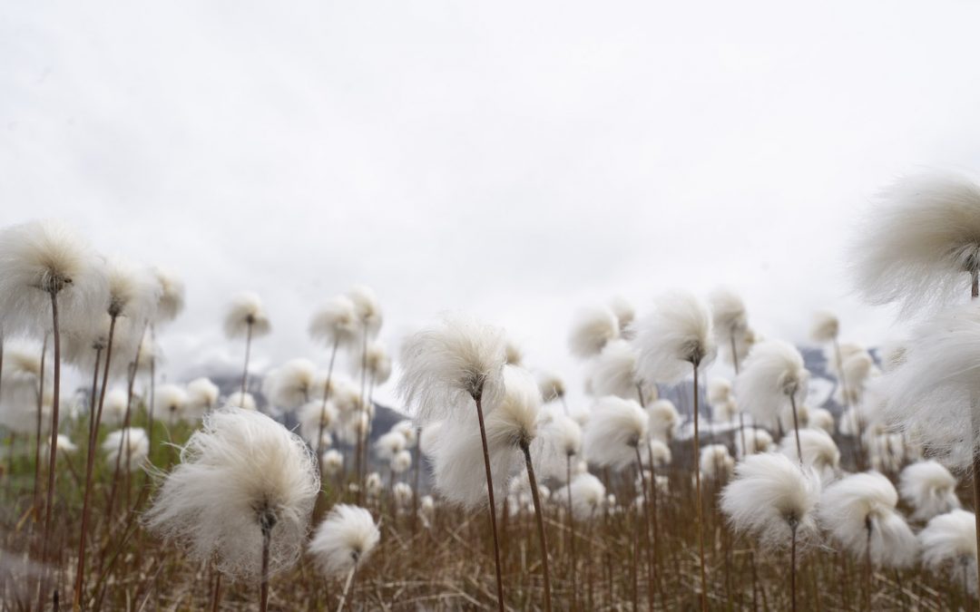 The Sounds of Greenland