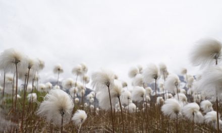 The Sounds of Greenland