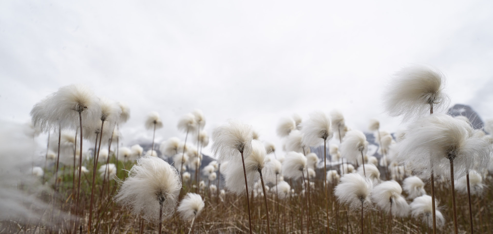 Greenland flowers