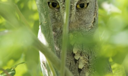 Wildlife Photo of the Week: Hidden Beauty