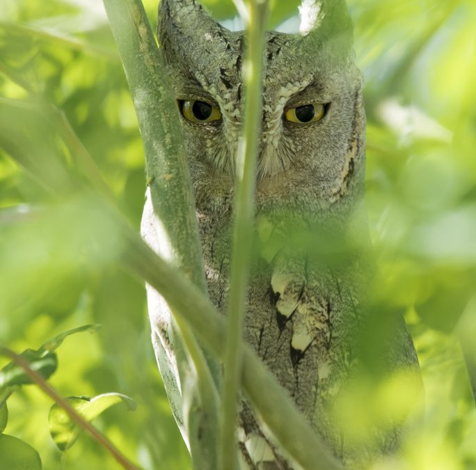 Wildlife Photo of the Week: Hidden Beauty