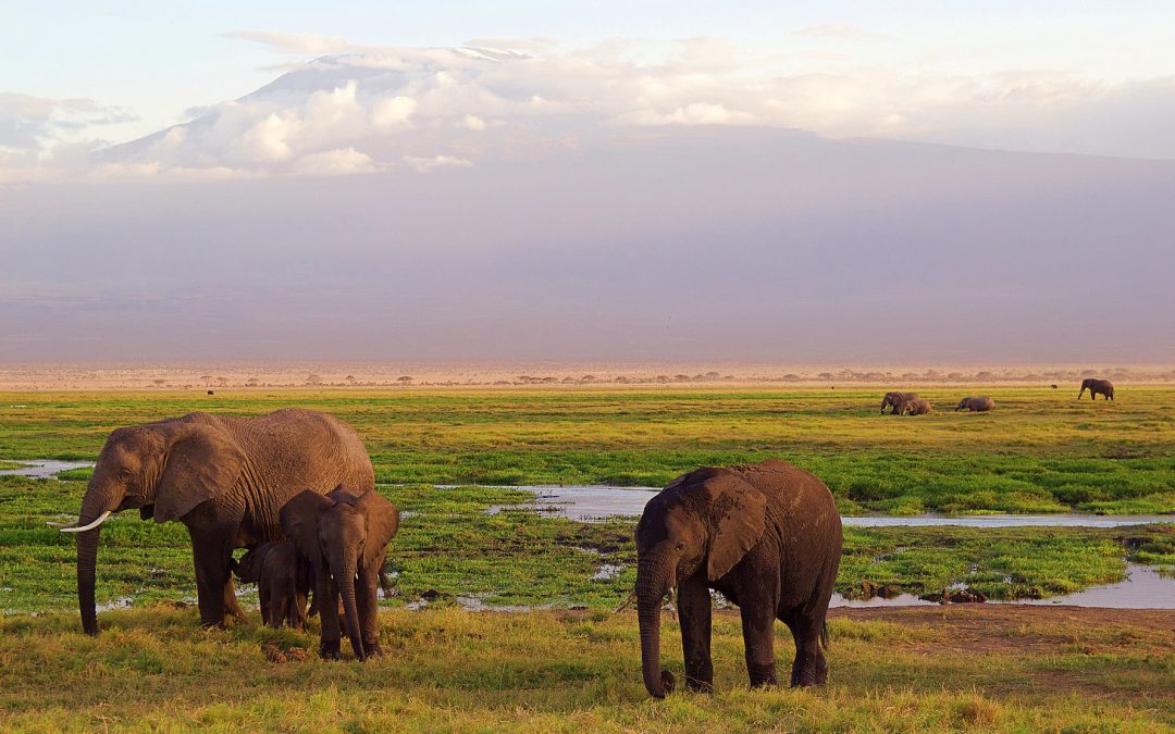 Video: Elephants and Lions Align Against Rhinos