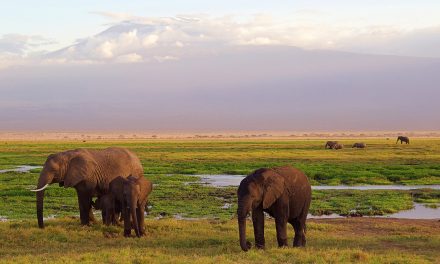 Video: Elephants and Lions Align Against Rhinos