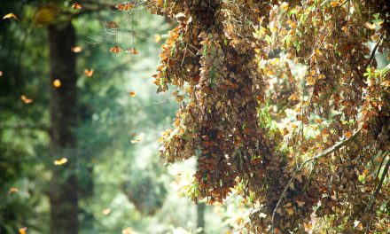 Monarch Populations Decrease