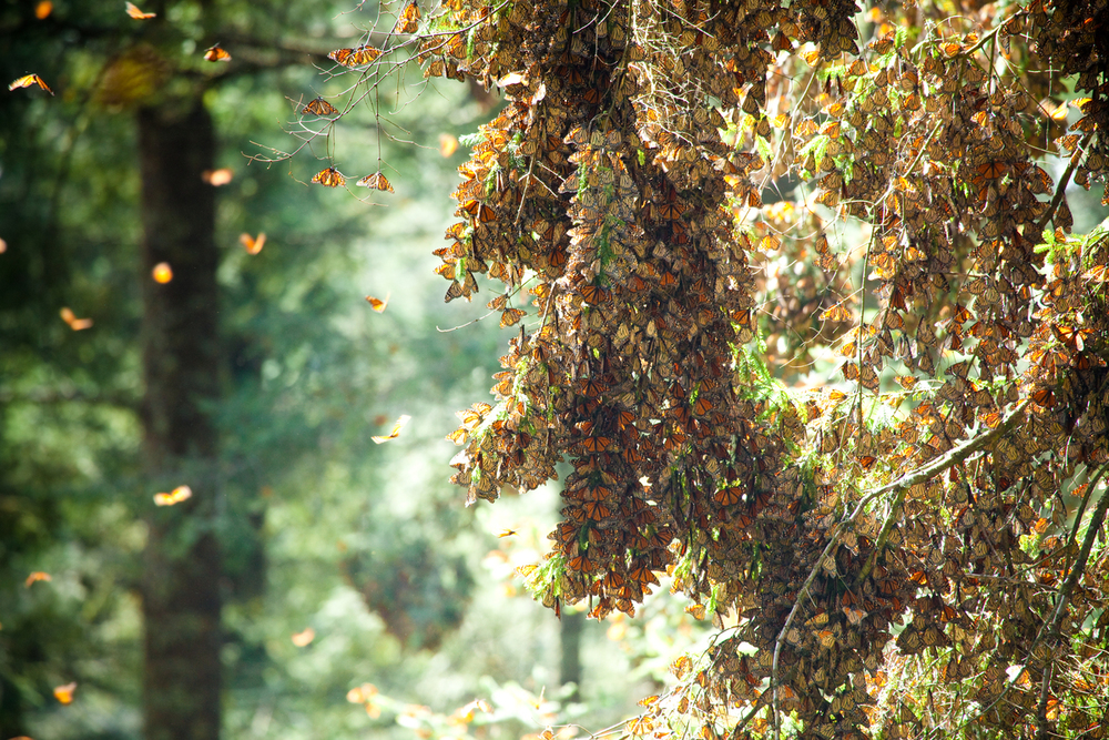 Monarch Populations Decrease