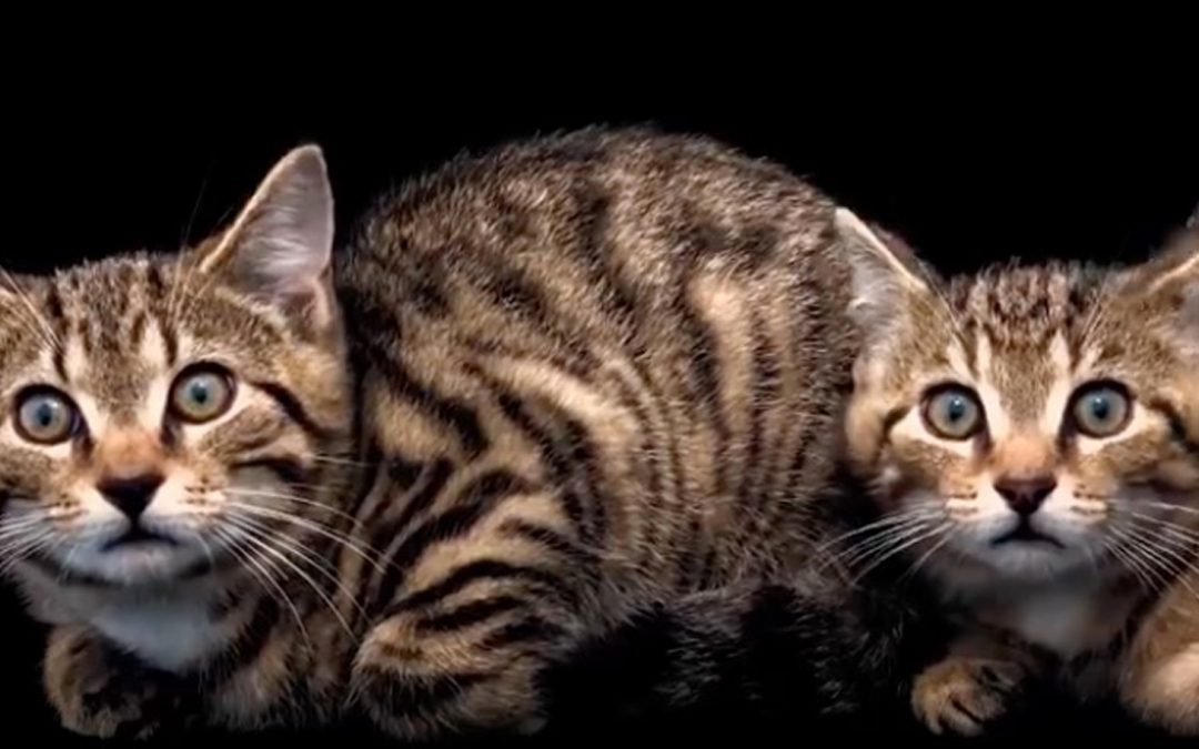 Video: Rewilding Scotland’s Highlands with Wildcats