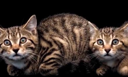 Video: Rewilding Scotland’s Highlands with Wildcats