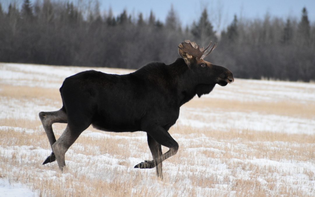 Wildlife Photo of the Week: Wild Moose Chase