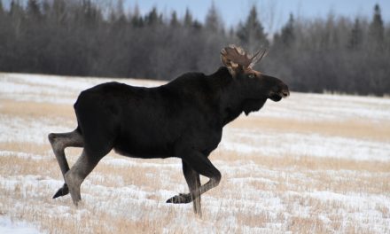 Wildlife Photo of the Week: Wild Moose Chase