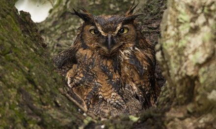 10 Tips for Spotting Local Wildlife in the Time of Coronavirus