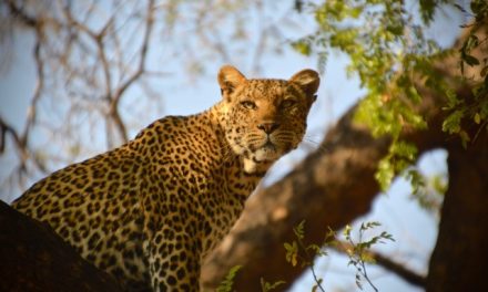 Southern Africa Safari: An Intimate View of Predator and Prey