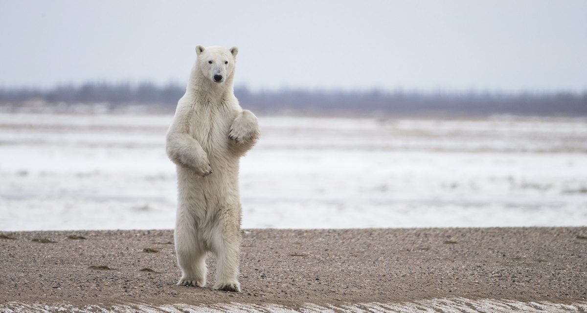 The King of the Arctic in Churchill
