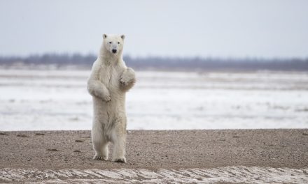 The King of the Arctic in Churchill