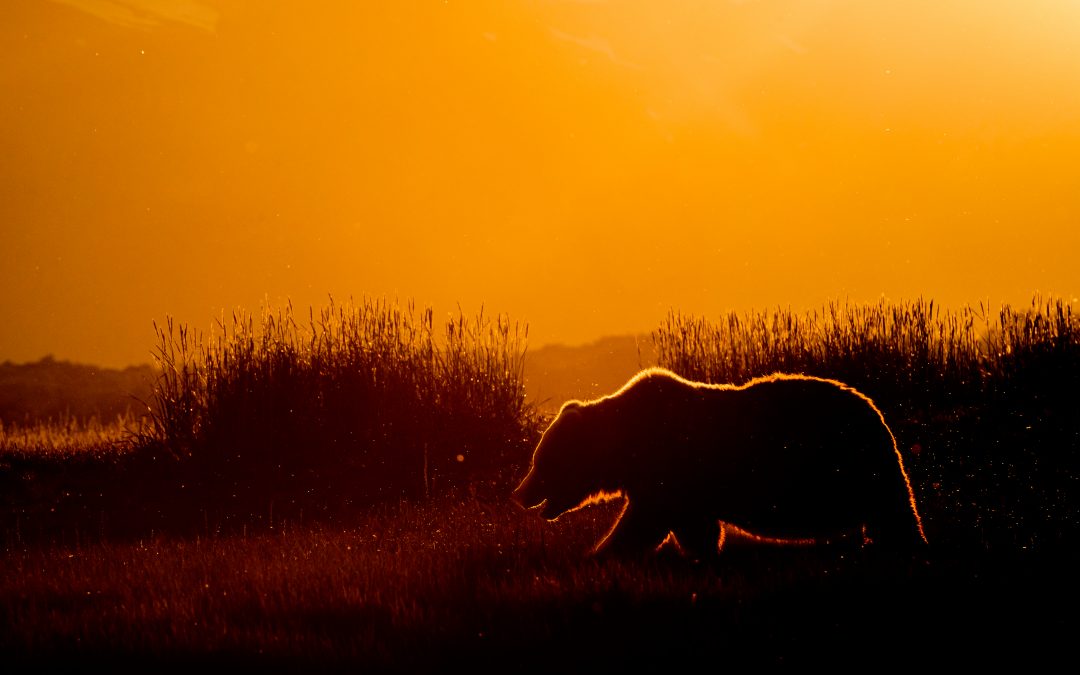 Watch: Sunset on Hallo Bay