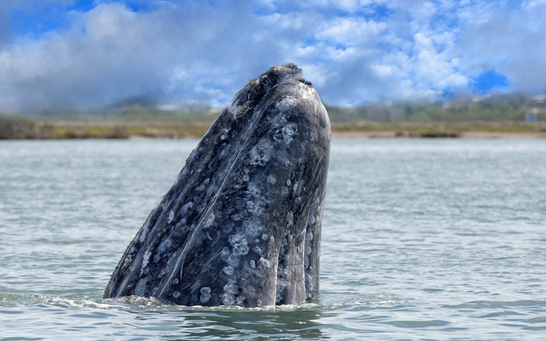 Watch WWF’s Ocean Expert Answer Questions about Gray Whales