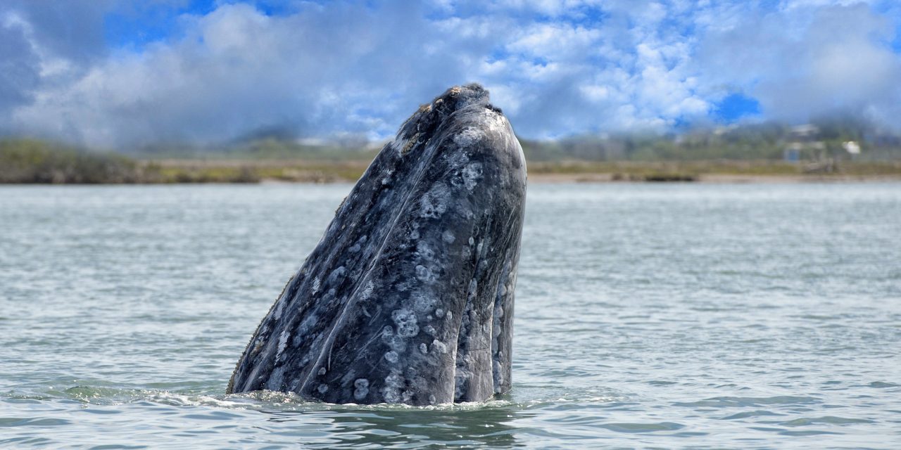 Watch WWF’s Ocean Expert Answer Questions about Gray Whales
