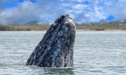 Watch WWF’s Ocean Expert Answer Questions about Gray Whales