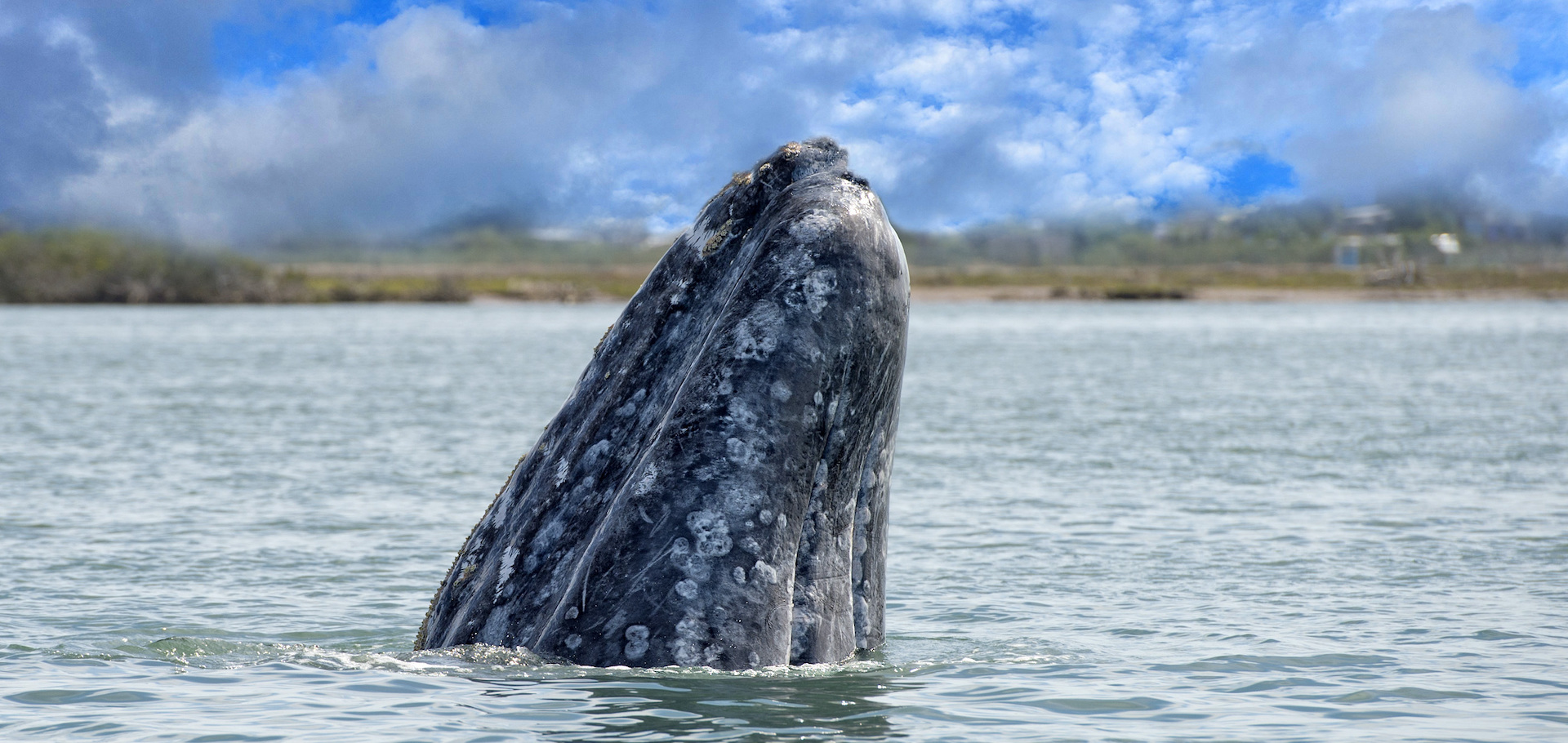 Gray whale in the Pacific Ocean