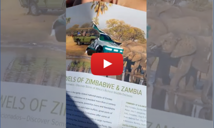 Fun with Stop Motion: Hop on This Virtual Nat Hab Safari!