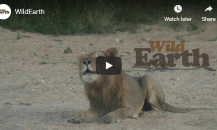 Go on an African Safari—Live from Your Living Room!
