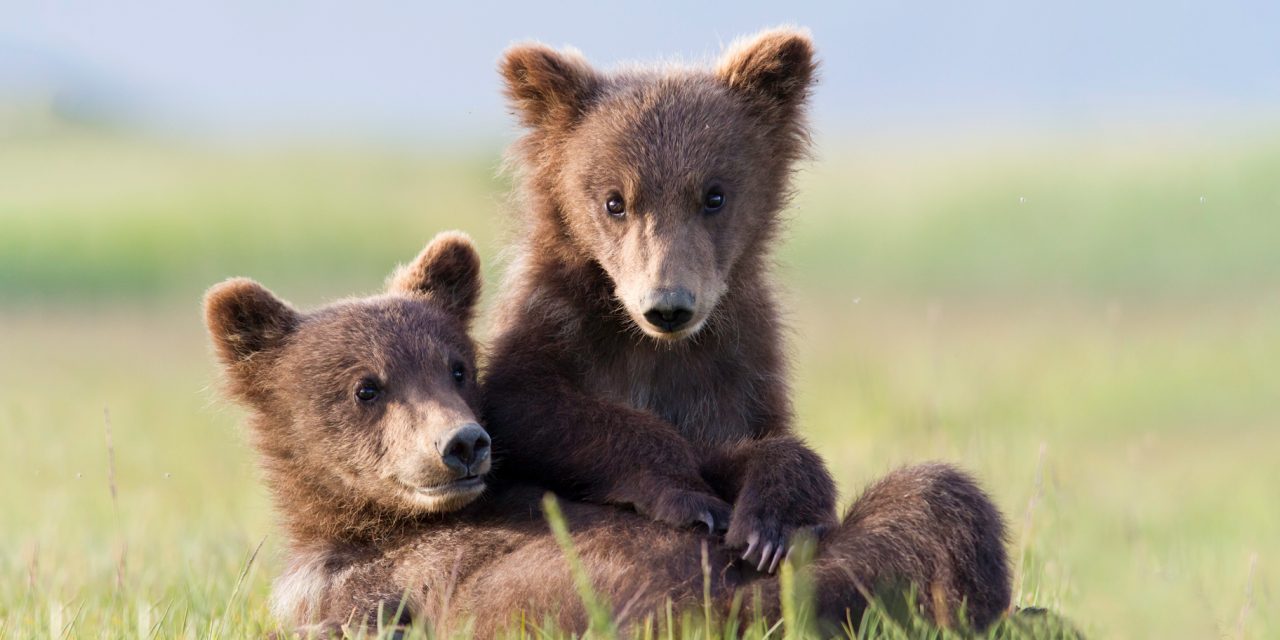 13 Facts About Brown Bears (Ursus arctos)
