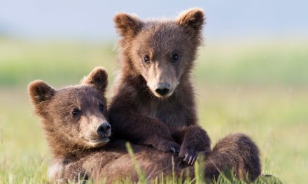Working at Home? Look at Cute Baby Animals and Get More Done