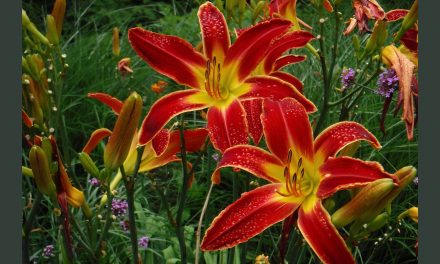 Five Sensory Travel Journeys for the Coronavirus Age