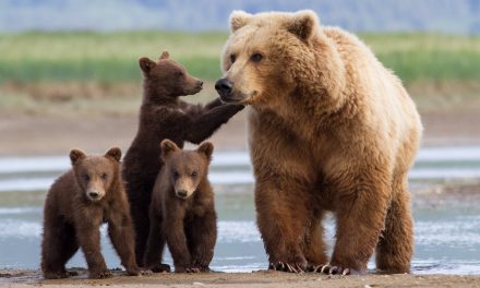 Urgent: Help Protect the Bears of Alaska’s Lake Clark National Park!