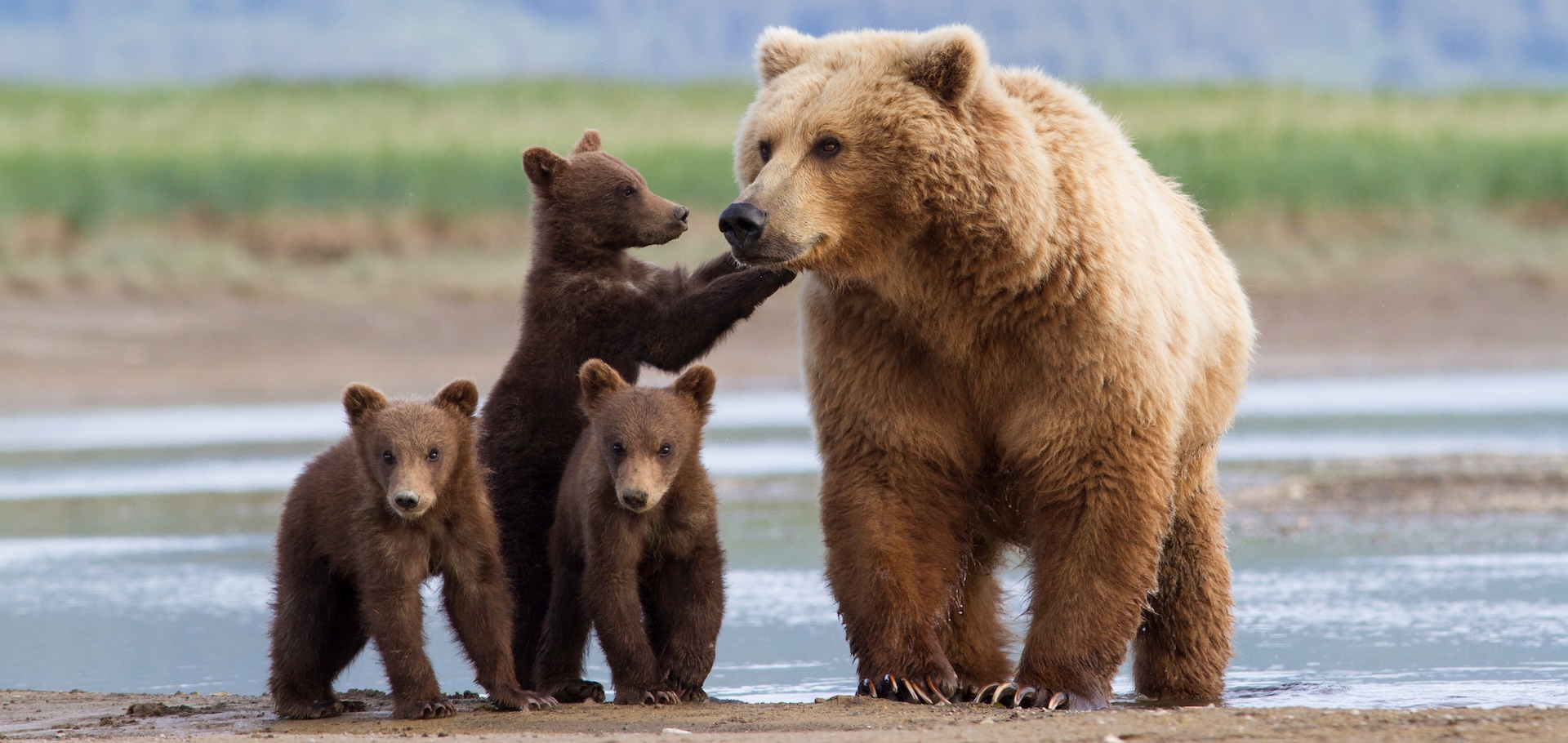 Mother brown bear with cubs in Alaska