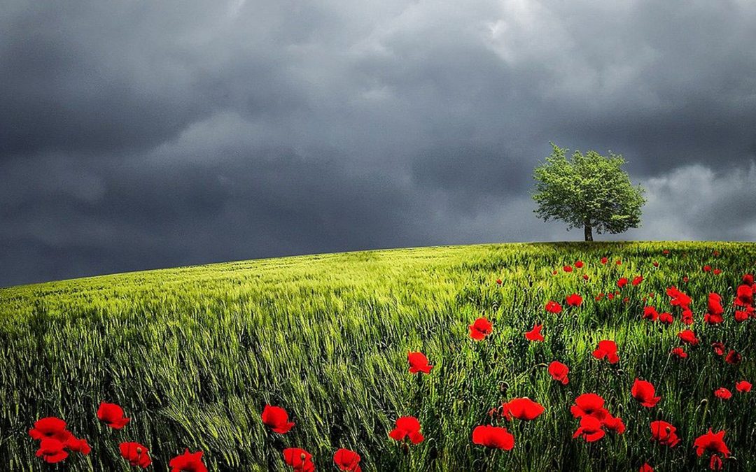 Videos: Nature Finally Talks Back—Redux