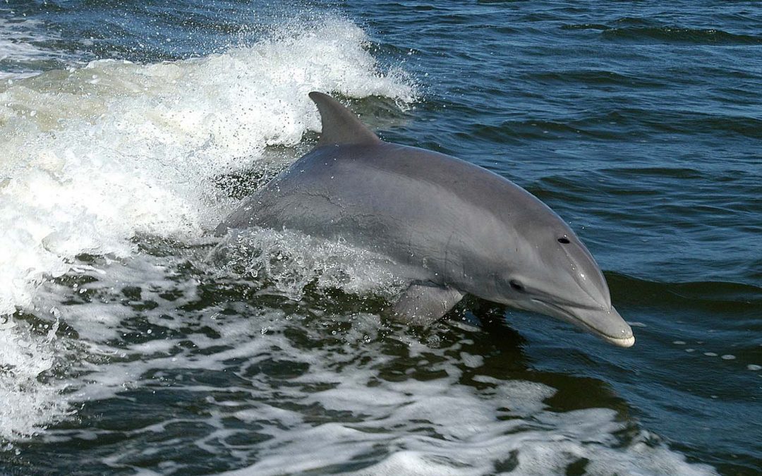 COVID-19 and Feeling Out Friendships—of the Dolphin Kind