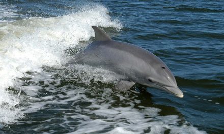 COVID-19 and Feeling Out Friendships—of the Dolphin Kind