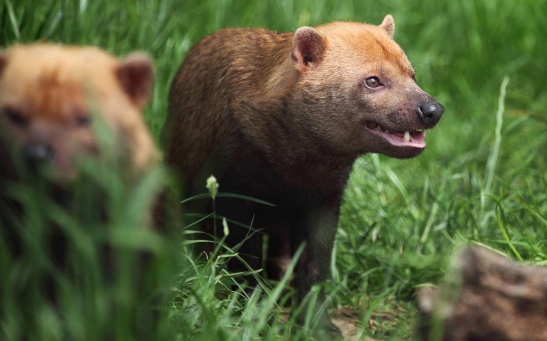 Good News for Wildlife: Rare South American Bush Dogs Spotted in Costa Rica